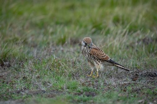 Free Common kestrel perched on grass in Ludvika, Sweden, showcasing its beautiful plumage. Stock Photo