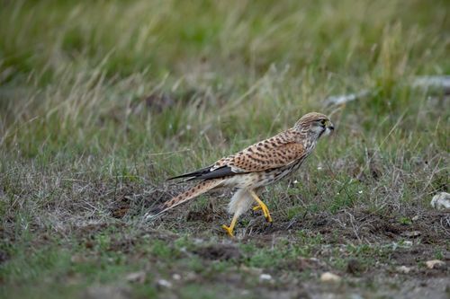 Free Captivating image of a Eurasian Kestrel in Ludvika, Sweden, showcasing its natural environment. Stock Photo