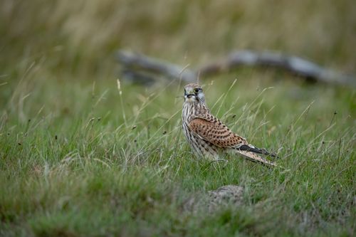 Free A beautiful kestrel perched on grass in Ludvika, Sweden, showcasing rich plumage. Stock Photo