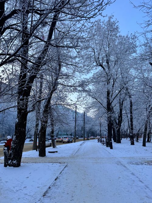 Free A serene winter scene of a snow-covered park pathway lined with trees, capturing the tranquil beauty of nature. Stock Photo