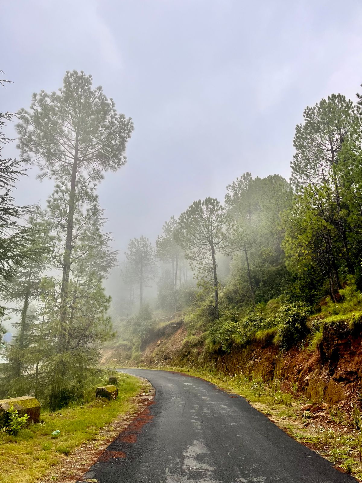 A wet hill road curving between tall pines in thick mist in the hills of Himachal Pradesh, India