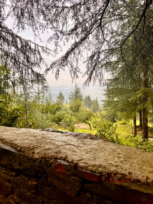 Free Peaceful view of a lush forest landscape in Bhuira, Himachal Pradesh, India. Stock Photo