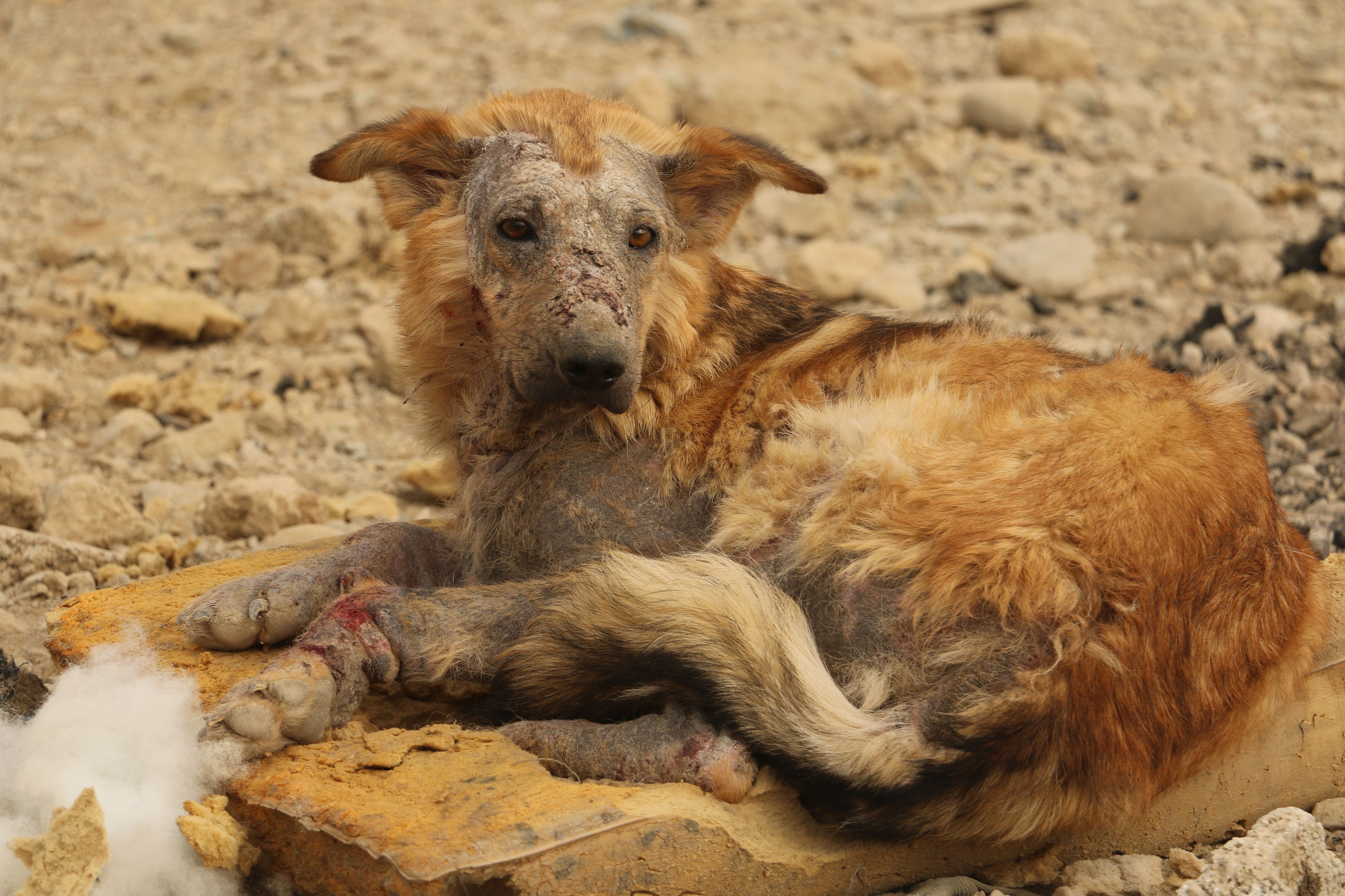 A stray dog resting on rocky terrain, showing signs of hardship and neglect.