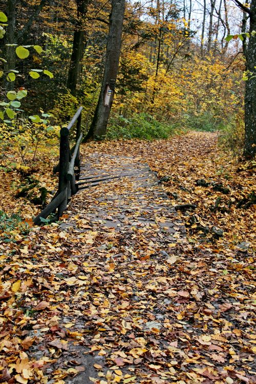 Free Beautiful autumn forest path with colorful fallen leaves and wooden bridge. Stock Photo