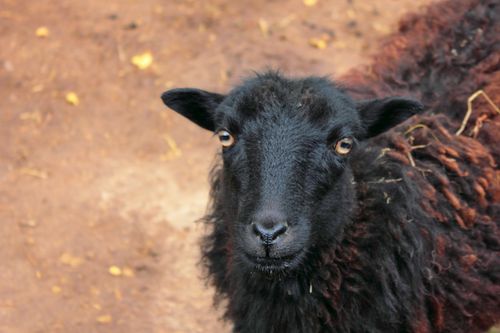 Free Close-up of a black goat with curly fur, standing outdoors in autumn. Stock Photo