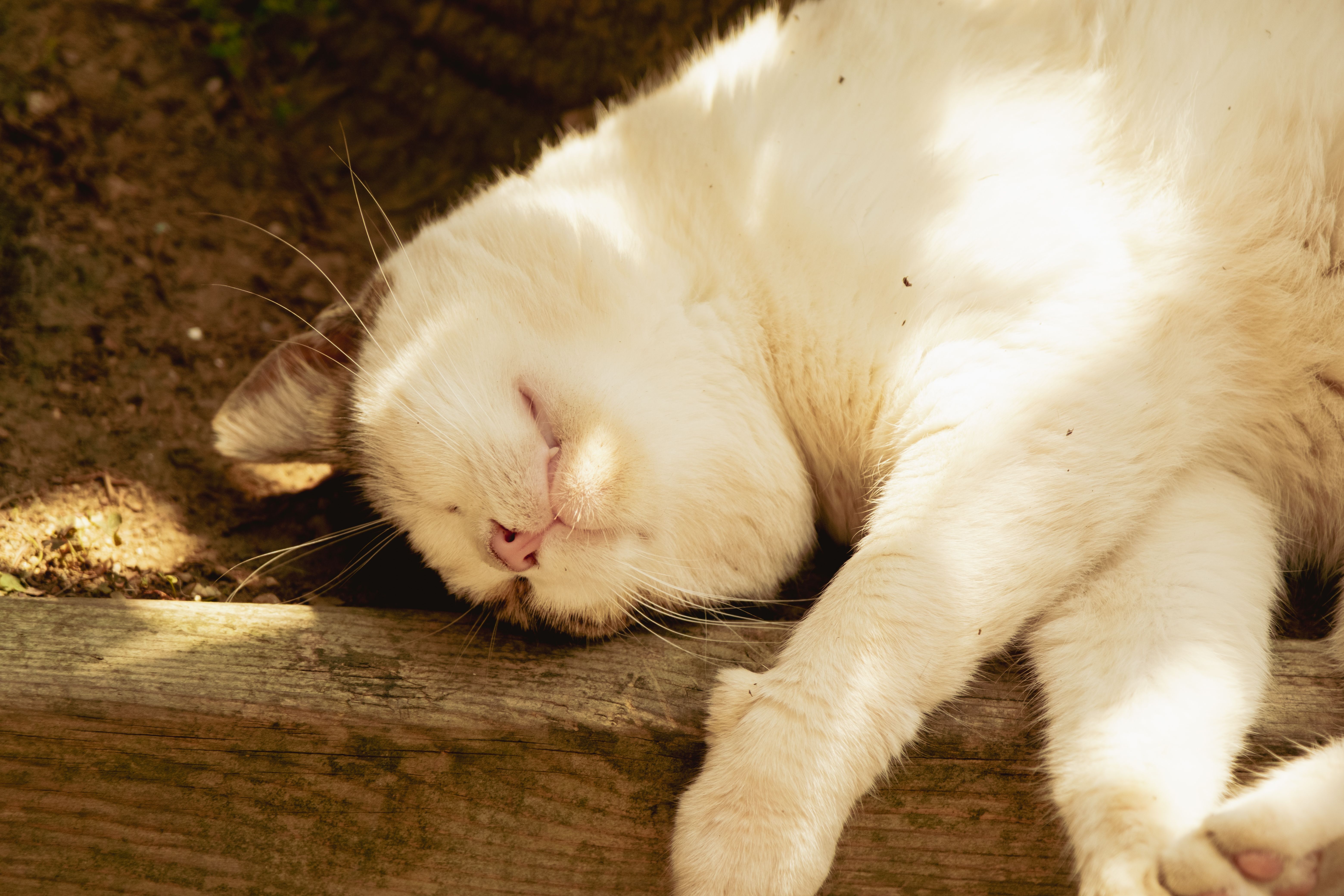 猫のイメージ
