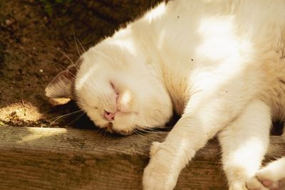 I Have a Real Cat Phobia — Here's How I Finally Got Strays to Stop Camping on My Porch