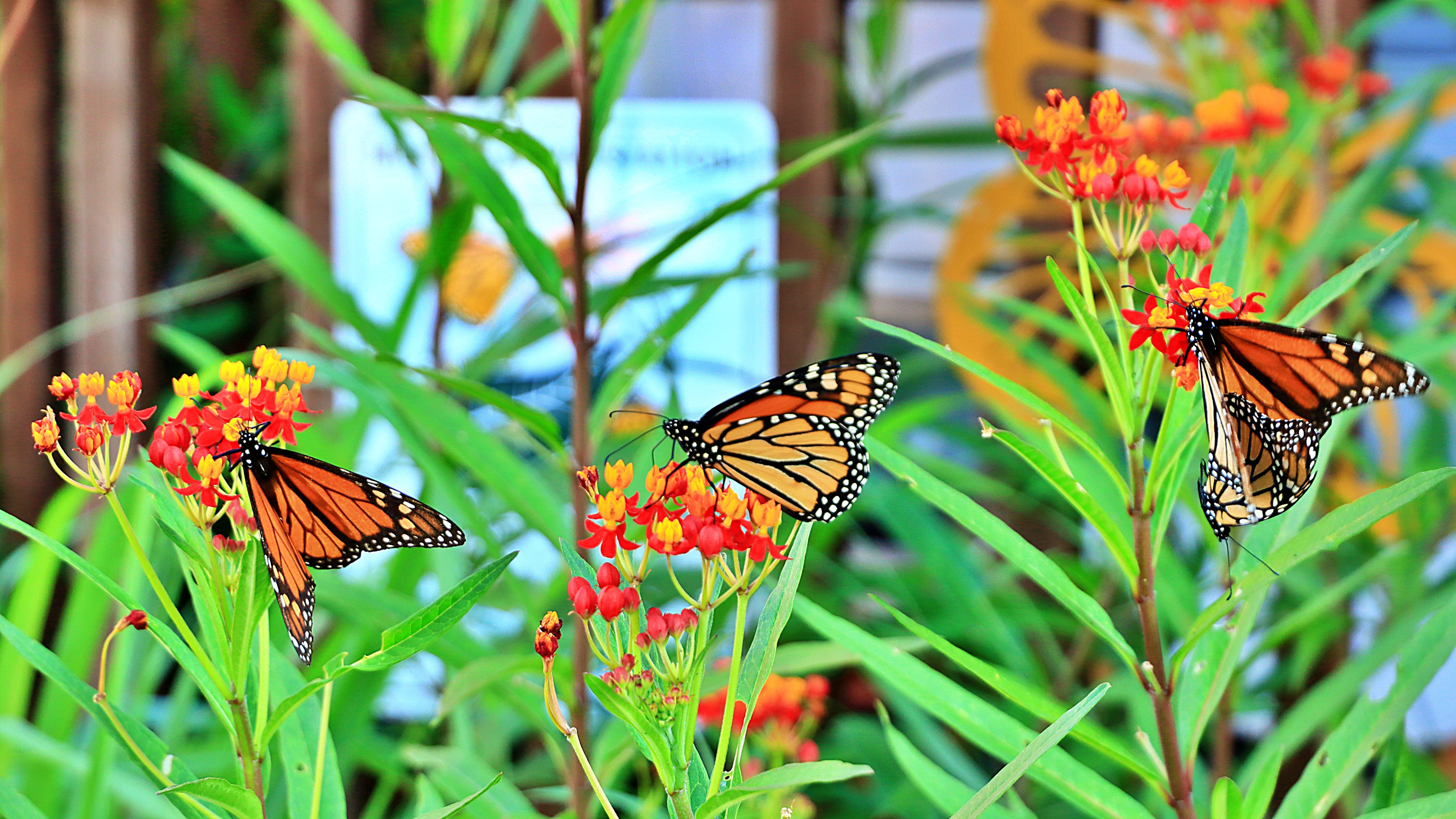 Monarchs feeding on tropical milkweed