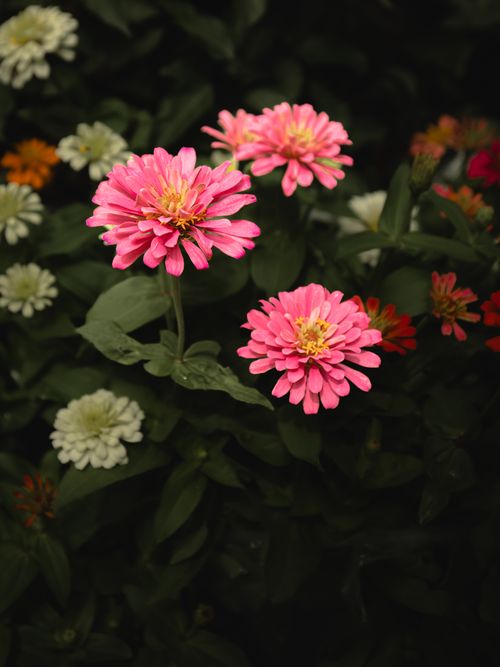 Free Bright pink Zinnia flowers blooming amidst lush greenery. Photographed in Hải Phòng, Vietnam. Stock Photo