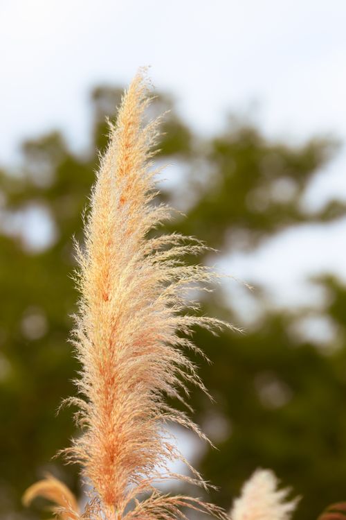 Free Detailed image of elegant Pampas grass plume against a soft-focused background. Stock Photo