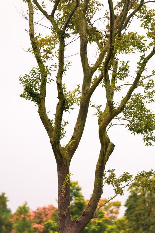 Free A minimalist capture of a tree with sparse foliage framing a serene, pale sky. Stock Photo