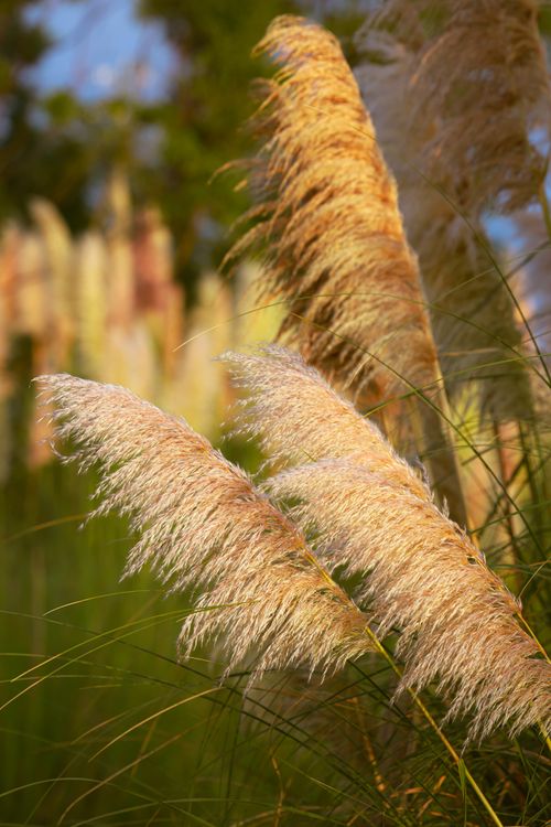 Free Capture of golden pampas grass swaying gracefully in the gentle evening light. Stock Photo