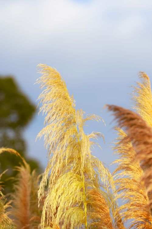 Free Beautiful pampas grass swaying gently in the breeze with a clear blue sky in the background. Stock Photo