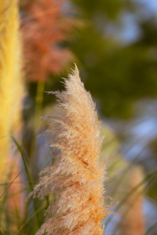 Free Detailed shot of golden pampas grass against a blurred natural background. Stock Photo