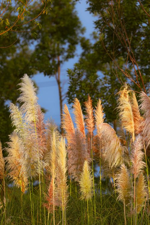 Free Vibrant pampas grass bathed in sunlight with a clear blue sky backdrop. Stock Photo