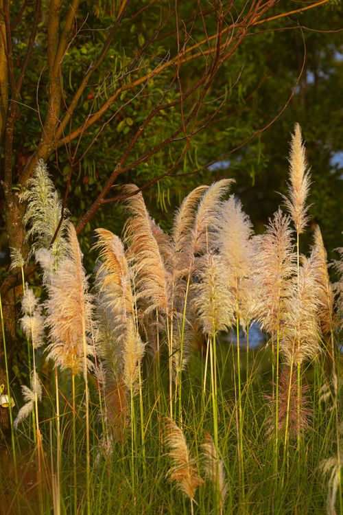 Free Pampas grass glows in golden sunlight against a lush green backdrop. Stock Photo