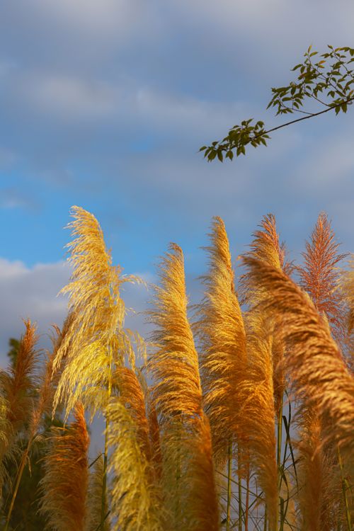 Free Golden pampas grass standing tall against a vibrant blue sky with scattered clouds. Stock Photo