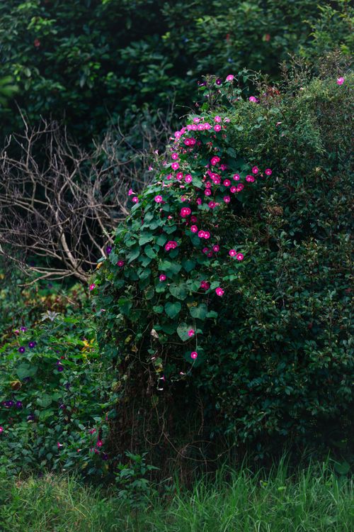 Free Vibrant pink and purple flowers blooming on a lush green garden vine during summer, creating a natural, serene atmosphere. Stock Photo