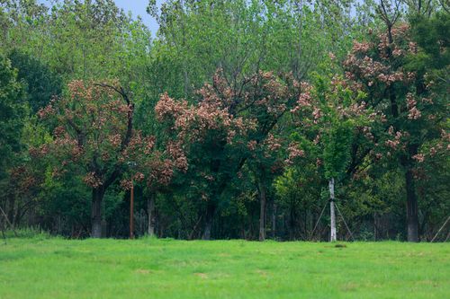 Free A vibrant forest scene showcasing green trees with blooms, highlighting nature's beauty in spring. Stock Photo