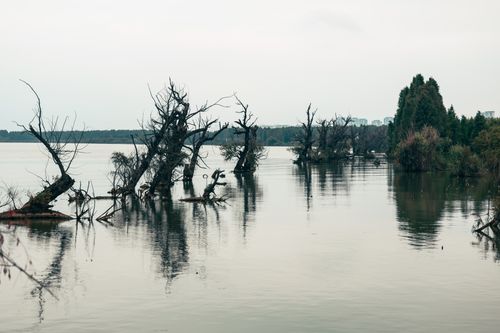 Free Serene lake scene with bare trees submerged in water, creating a reflective and moody atmosphere. Stock Photo