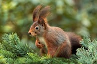 一只红松鼠在针叶树枝上栖息，探索其自然栖息地的特写细节