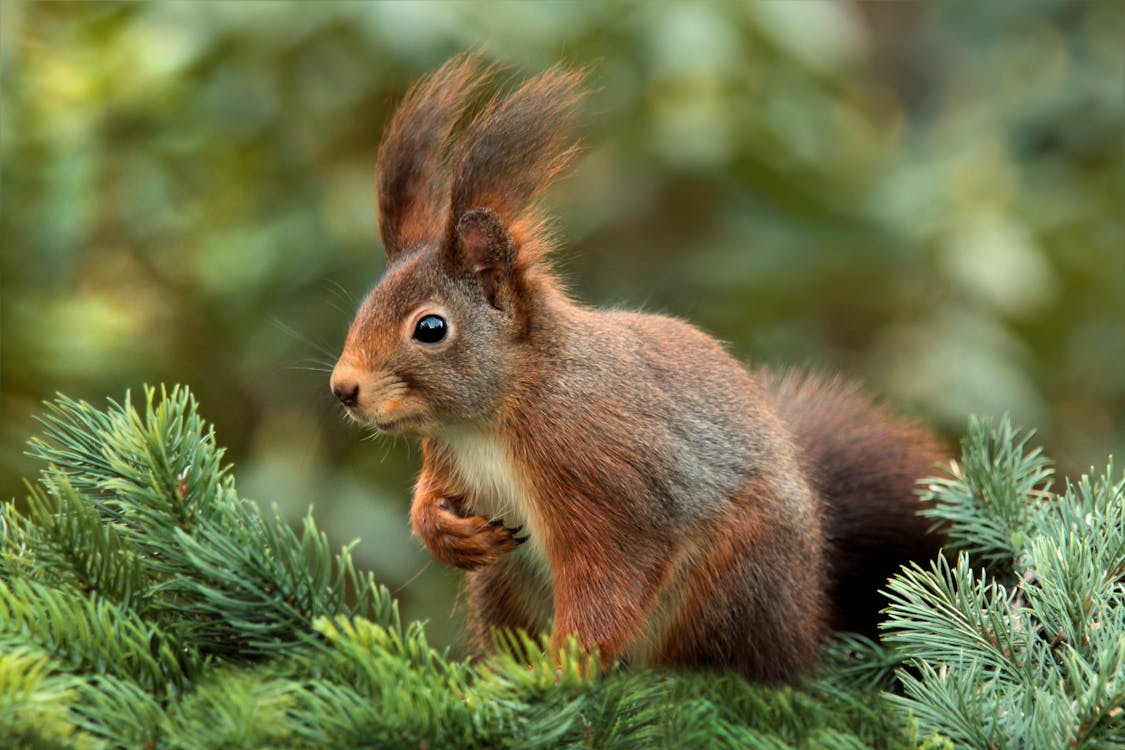 Brown Rabbit