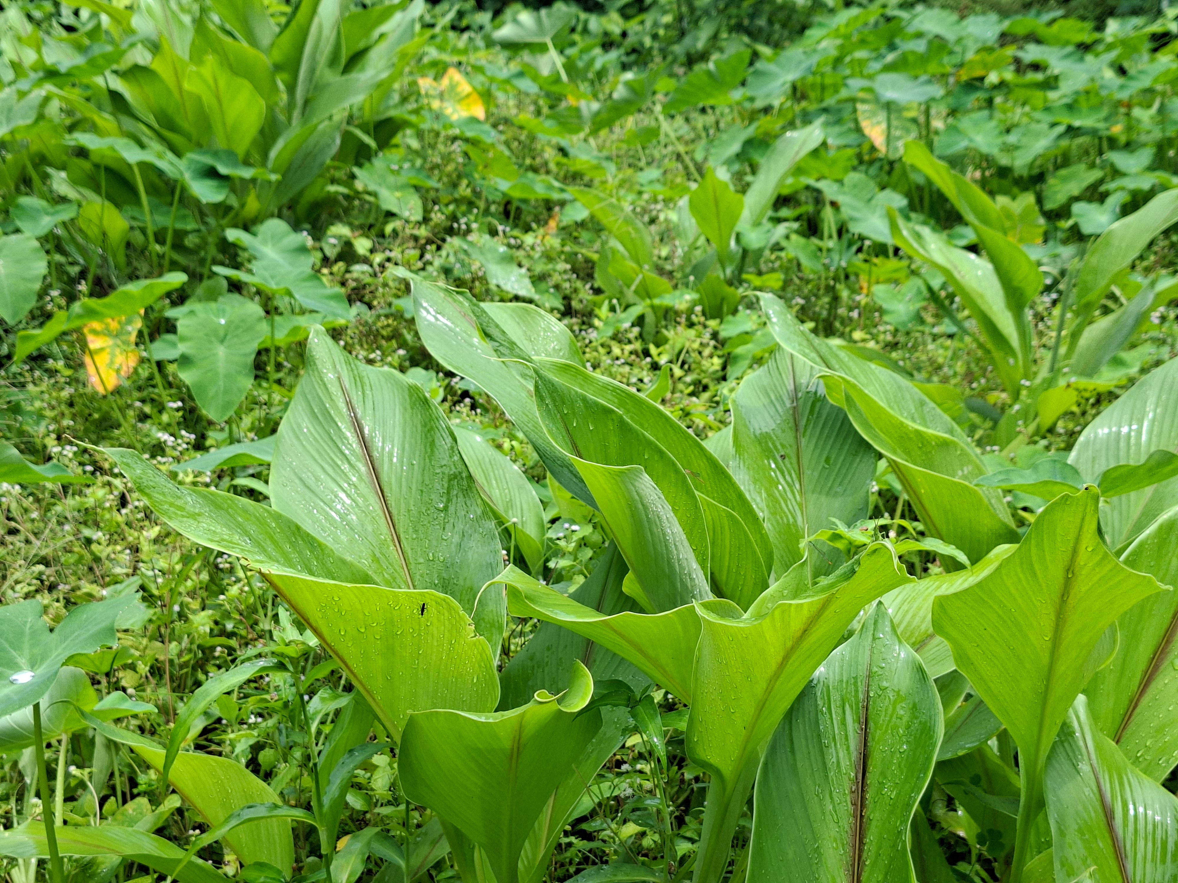 Close-up view of vibrant green leaves in a tropical garden showcasing natural beauty and freshness.