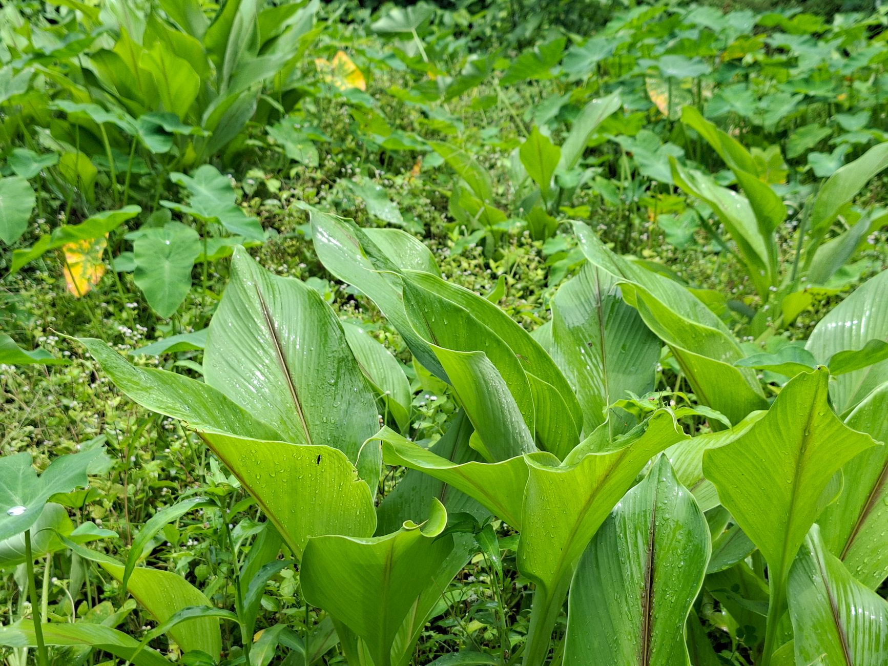 Close-up view of vibrant green leaves in a tropical garden showcasing natural beauty and freshness.