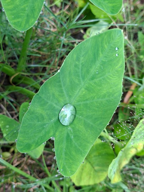Free Macro shot of a fresh green leaf with a dew drop, showcasing nature's beauty. Stock Photo