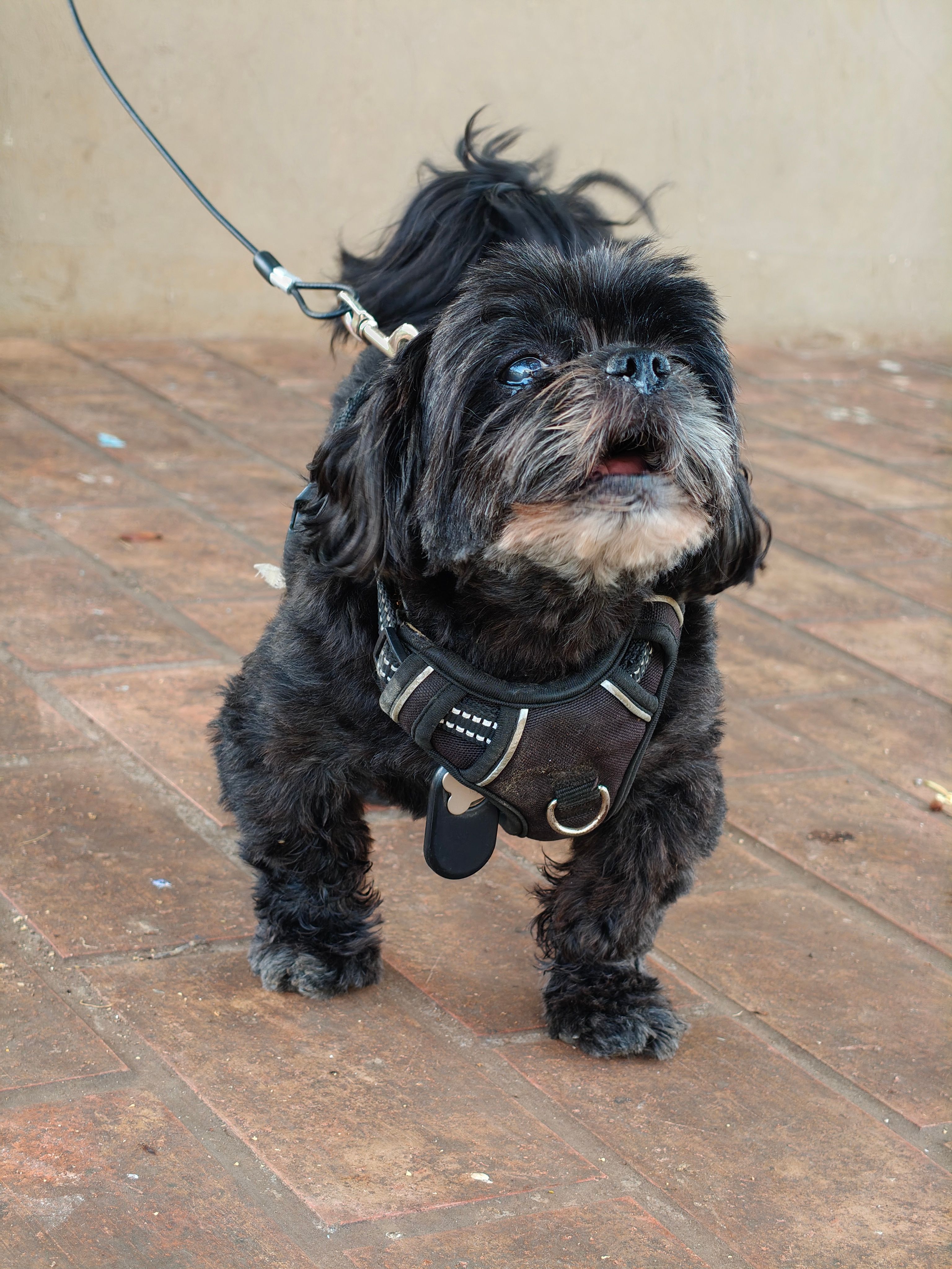 Cute black Shih Tzu dog standing on a leash outdoors. Perfect for pet lovers.