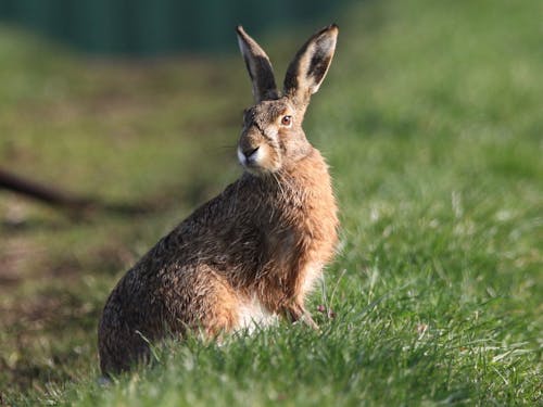 Brown Rabbit On Green Grass Field