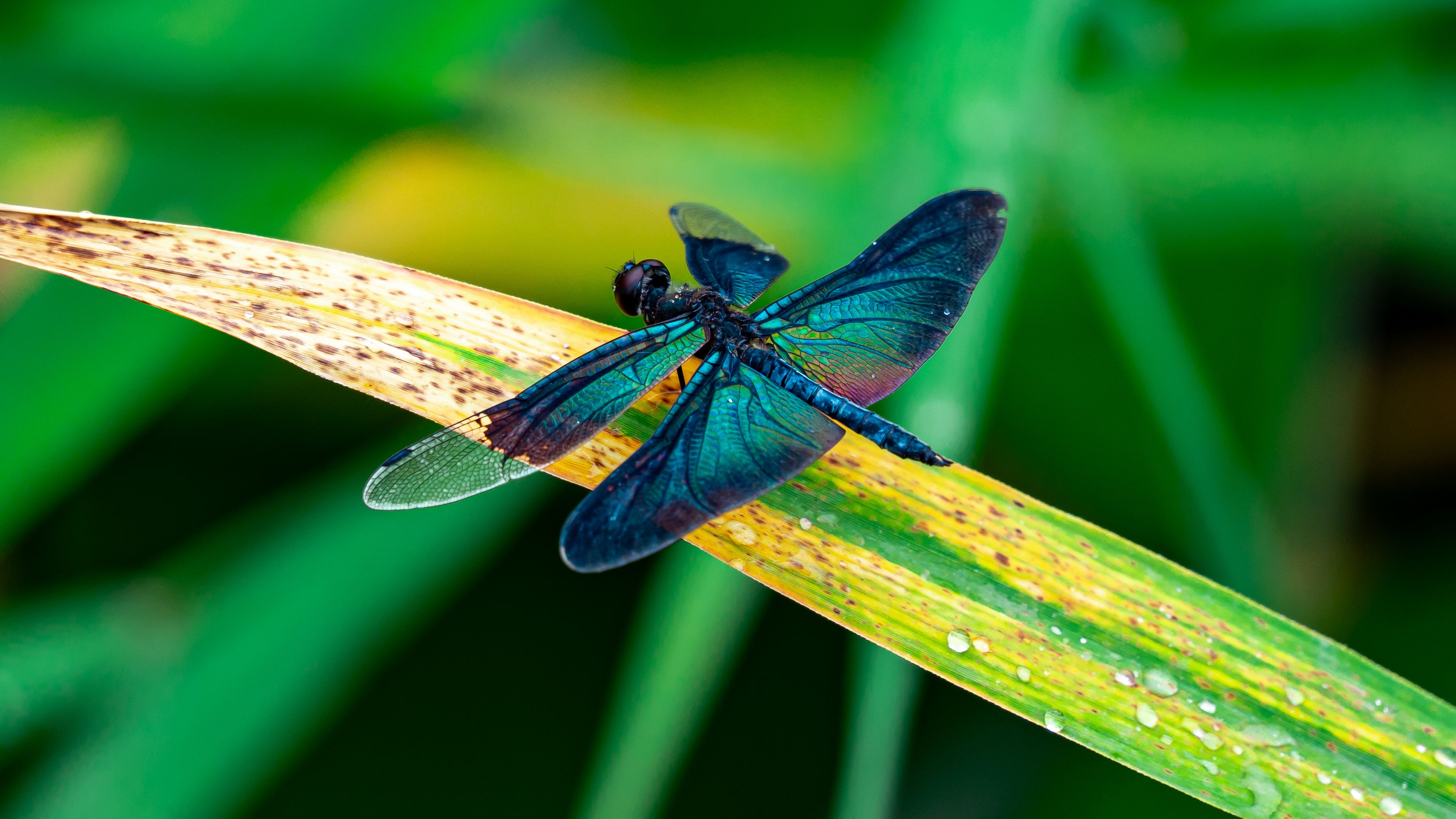 Dragonfly Partner Criticizes 'Bunker Mode' Approach to Blockchain Development