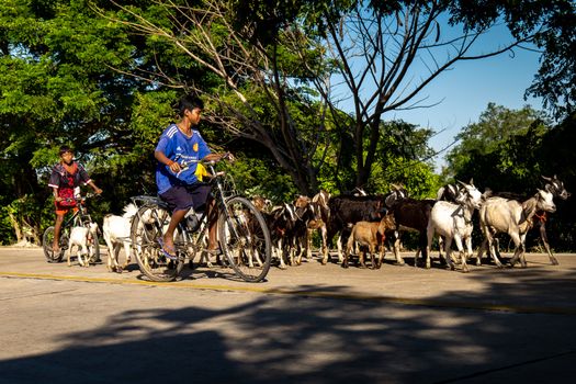 Two children herding goats on bicycles in a sunny outdoor setting with lush greenery.