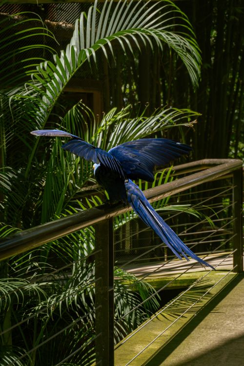 Free A striking Hyacinth Macaw spreads its wings amidst rich tropical greenery in a zoo setting. Stock Photo