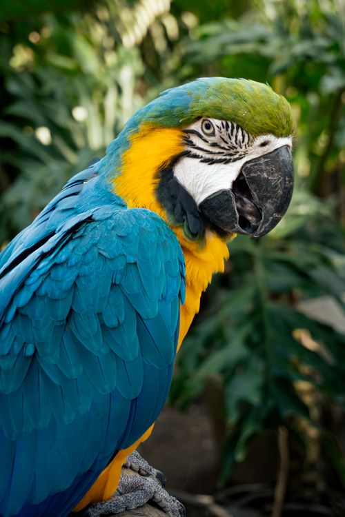 Free Close-up of a vibrant blue-and-yellow macaw perched amidst lush green foliage. Stock Photo