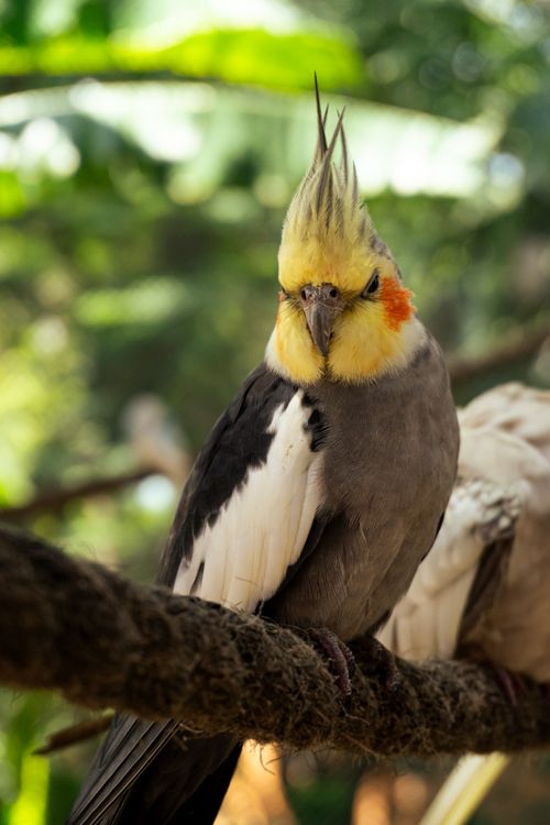 Free Captivating image of a cockatiel perched on a branch in a lush garden setting. Stock Photo