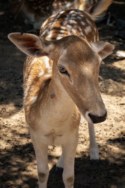Free Close-up of a fallow deer in Guadalajara Zoo, highlighting its natural beauty. Stock Photo