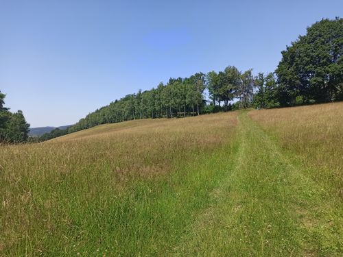 Free Bright summer day featuring a lush meadow with a pathway leading to a forest. Stock Photo