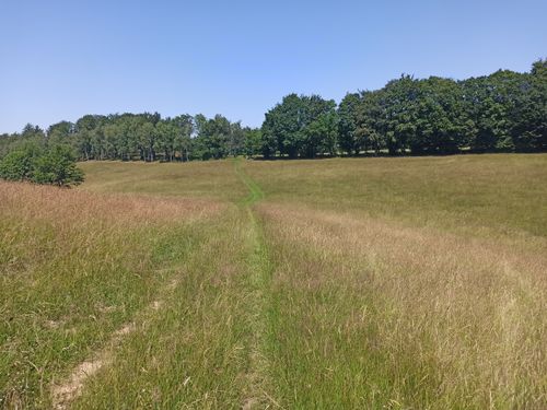 Free A serene path cuts through a summer meadow leading to a distant tree line under a clear blue sky. Stock Photo