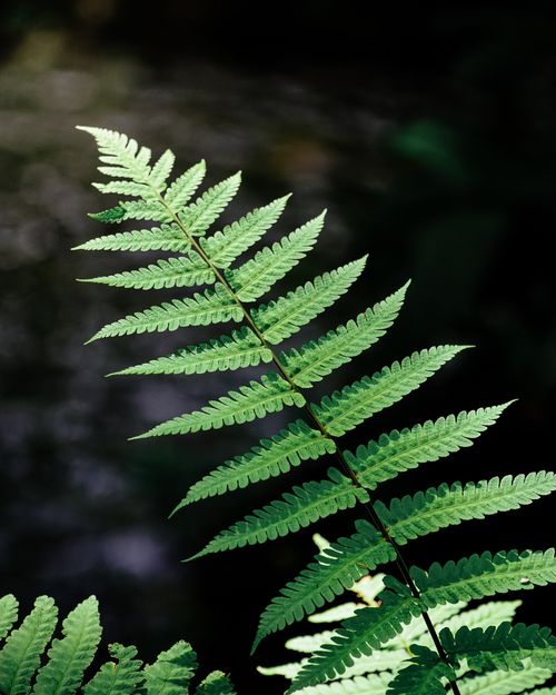 Free Close-up of a vibrant fern leaf with blurred background in Vietnam's lush greenery. Stock Photo