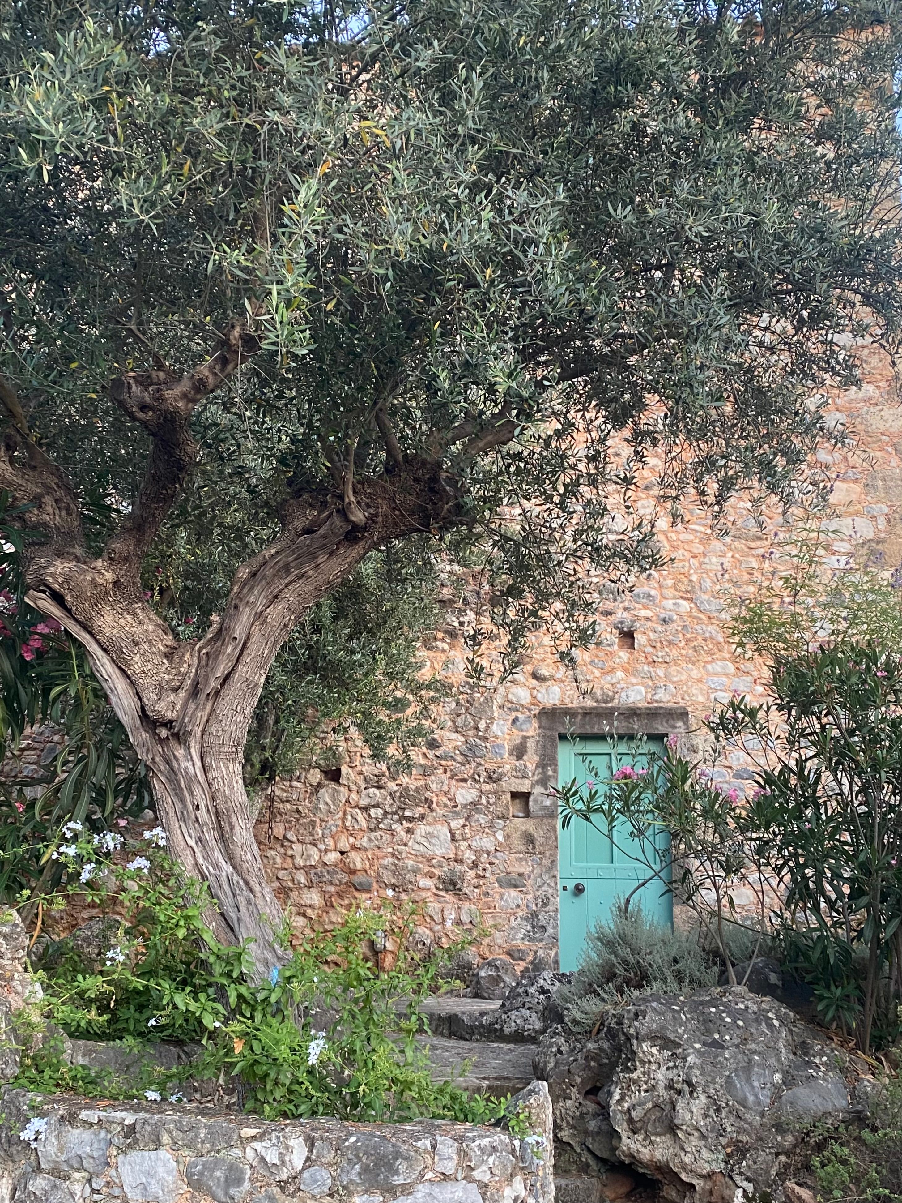 Idyllic stone cottage with olive tree and blue door in peaceful Mediterranean setting.
