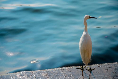 Free A graceful egret stands poised beside a shimmering blue water body in natural lighting. Stock Photo