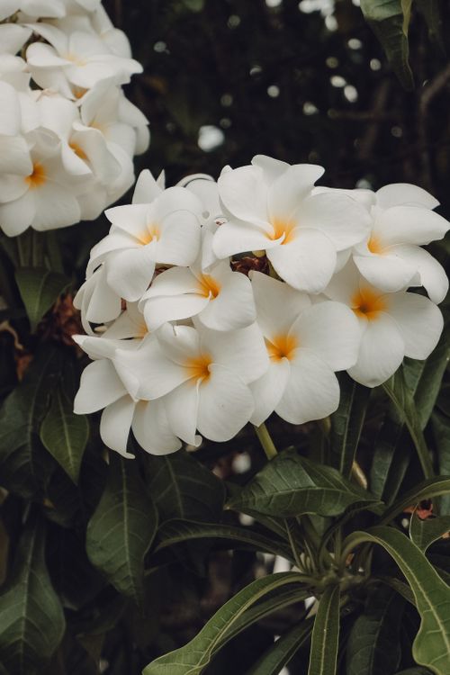 Free A close-up shot of white frangipani flowers with vibrant green leaves, showcasing their natural beauty. Stock Photo