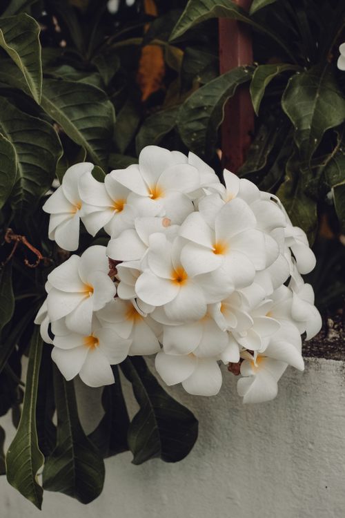 Free A cluster of pristine white plumeria flowers with yellow centers against lush green foliage. Stock Photo