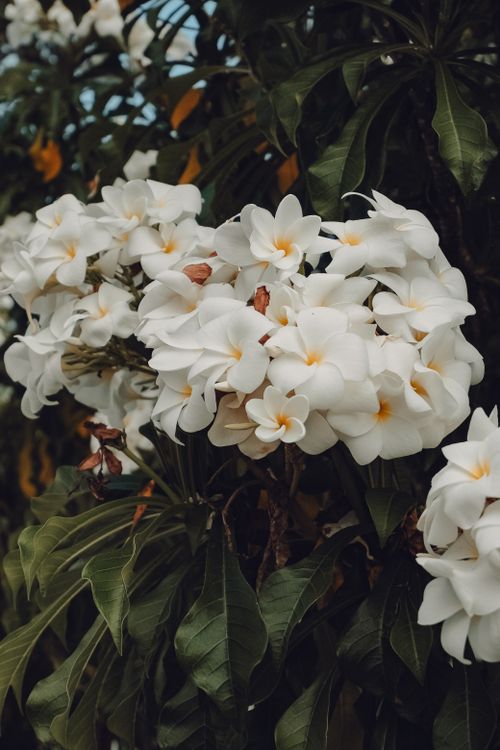 Free Beautiful cluster of white plumeria flowers with lush green leaves, captured outdoors. Stock Photo