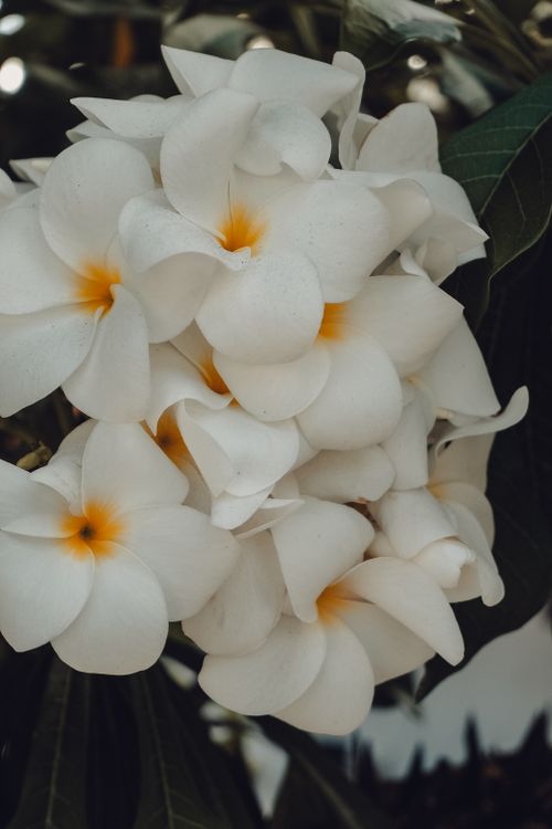 Free Close-up of white Frangipani flowers with yellow centers, showcasing nature's beauty. Stock Photo