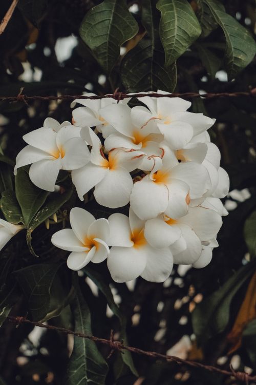 Free Beautiful cluster of white plumeria flowers with lush green leaves, exuding tropical serenity. Stock Photo