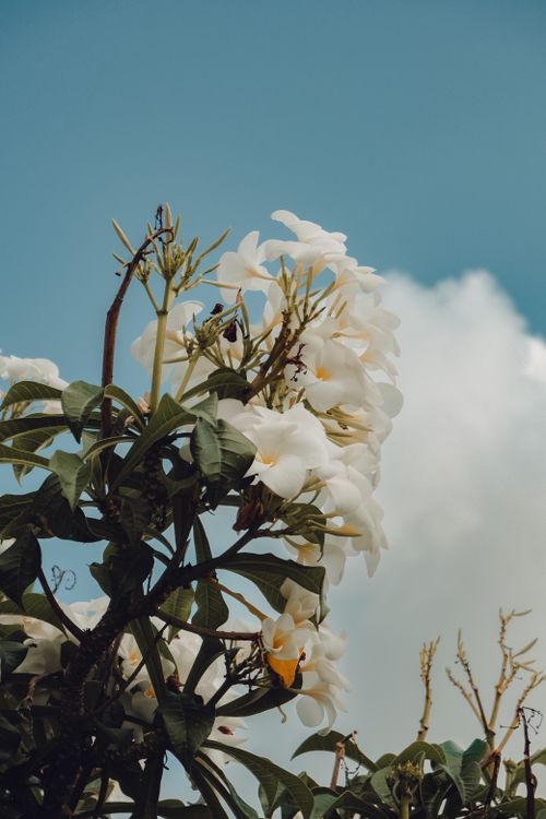 Free A cluster of white plumeria flowers against a bright blue sky, captured in natural sunlight. Stock Photo