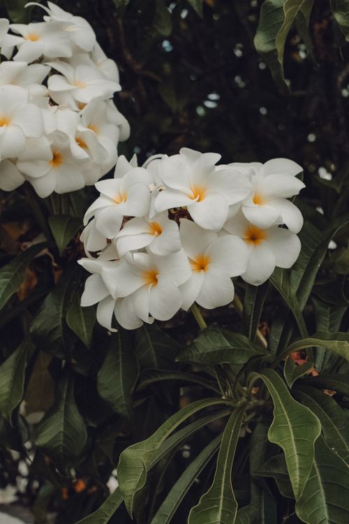 Free Beautiful cluster of white Plumeria flowers blooming with lush green leaves. Stock Photo