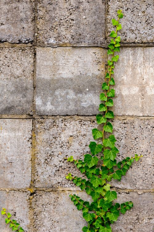 Free A vibrant green ivy climbing a weathered concrete wall, showcasing nature's resilience. Stock Photo